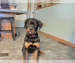 Rottweiler Puppy for sale in GREENVILLE, MI, USA