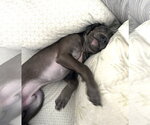 Small #3 Boxer