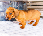 Small #3 Dachshund