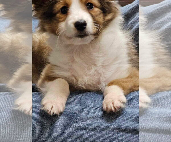 Medium Photo #7 Mutt Puppy For Sale in Columbus, OH, USA