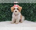 Small #2 Maltipoo