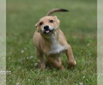 Small #2 German Shepherd Dog-Retriever  Mix