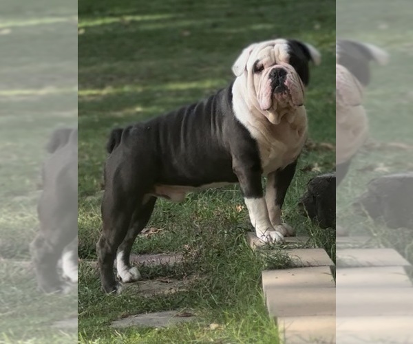 Medium Photo #1 Olde English Bulldogge Puppy For Sale in SEARCY, AR, USA