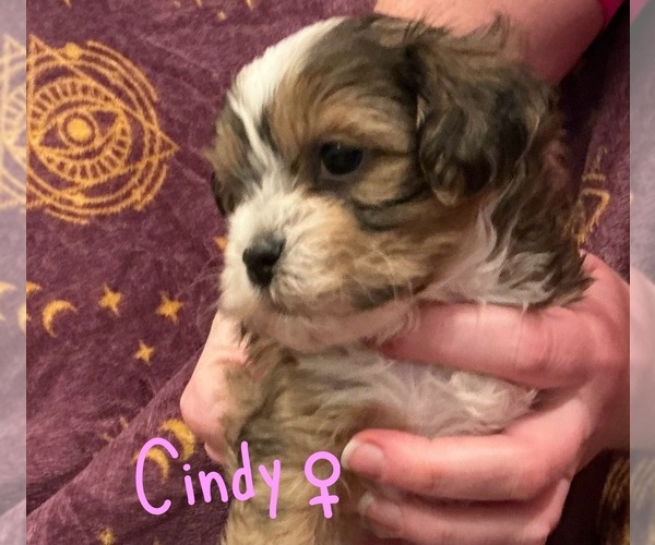 Medium Photo #1 Shih-Poo Puppy For Sale in CYPRESS, TX, USA