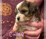 Puppy Cindy Shih-Poo