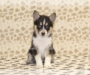 Pomsky Puppy for sale in DENVER, PA, USA