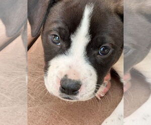 Labrador Retriever-Unknown Mix Dogs for adoption in Chester, VA, USA