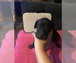 Small Photo #37 Great Dane Puppy For Sale in MINERAL WELLS, TX, USA