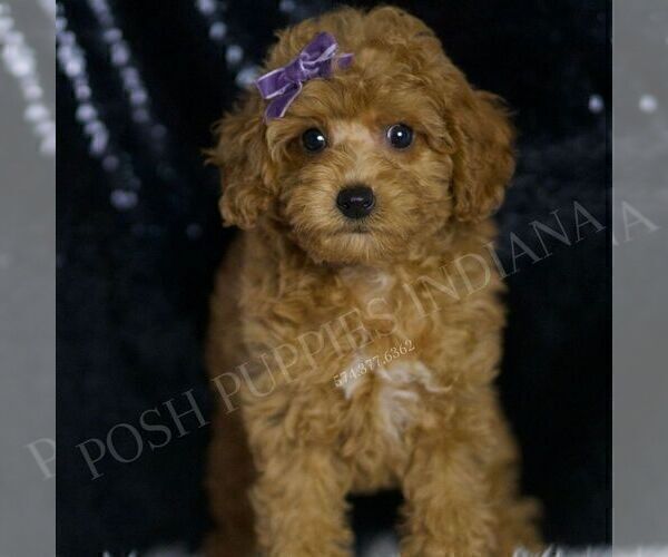 Medium Photo #76 Poodle (Miniature) Puppy For Sale in WARSAW, IN, USA