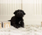Small Photo #7 YorkiePoo Puppy For Sale in WARSAW, IN, USA