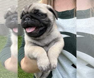 Pug Puppy for sale in FOWLERVILLE, MI, USA