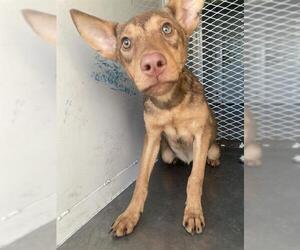 American Pit Bull Terrier Dogs for adoption in Bakersfield, CA, USA