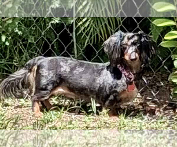 Medium Photo #3 Dachshund Puppy For Sale in Weston, FL, USA