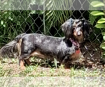 Small #2 Dachshund