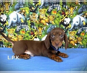 Dachshund Puppy for sale in WINNSBORO, LA, USA