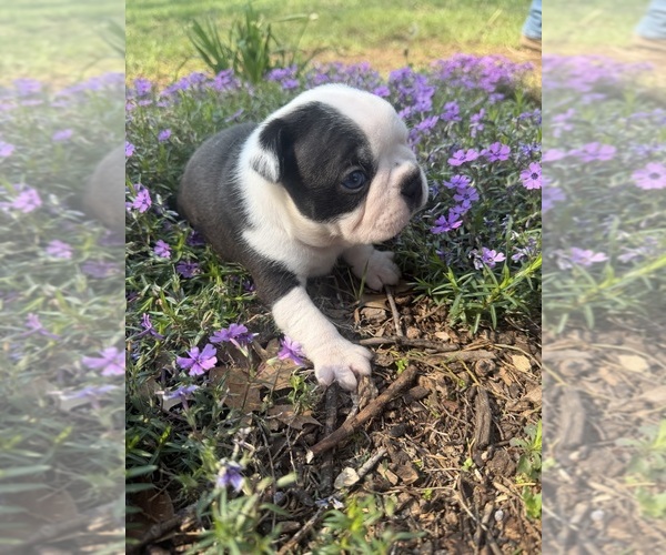 Medium Photo #3 Boston Terrier Puppy For Sale in FREDONIA, KS, USA
