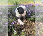 Small #2 Boston Terrier