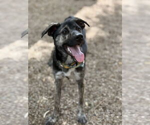 Trouble - Male Labrador Retriever-Unknown Mix Dog for Adoption - Photo #2