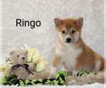 Puppy Ringo Shiba Inu