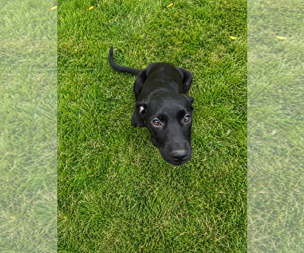 Medium Photo #6 Labrador Retriever Puppy For Sale in MIDWAY, UT, USA