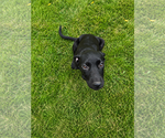 Small #5 Labrador Retriever