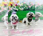 Small #3 Shih Tzu