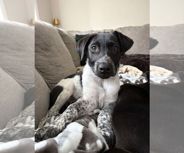 Medium Photo #3 Pointer-Unknown Mix Puppy For Sale in Rockaway, NJ, USA