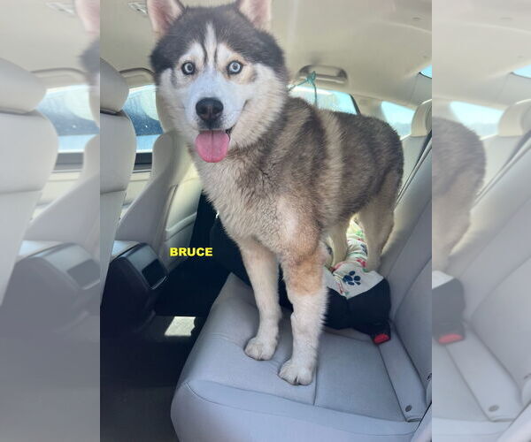 Medium Photo #1 - Mix Puppy For Sale in Woodland Hills, CA, USA