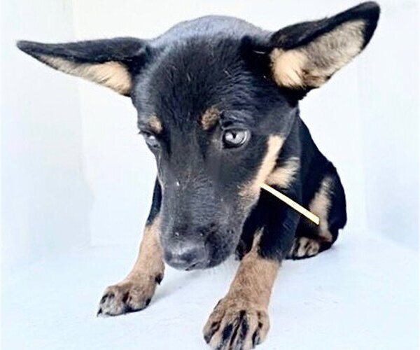 Medium Photo #1 Shepweiller Puppy For Sale in Houston, TX, USA