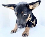 Small Shepweiller
