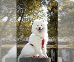 Small Photo #3 Samoyed Puppy For Sale in BOCA RATON, FL, USA