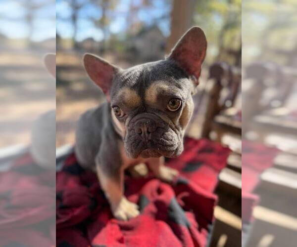 Medium Photo #3 French Bulldog Puppy For Sale in New York, NY, USA