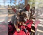 Small Photo #3 French Bulldog Puppy For Sale in New York, NY, USA