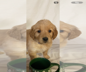 Golden Retriever Puppy for sale in COLUMBUS, IN, USA