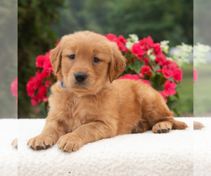 Golden Retriever Puppy for sale in NEWPORT, PA, USA