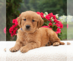 Small Golden Retriever