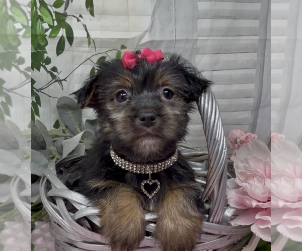 Medium Photo #3 Shorkie Tzu Puppy For Sale in SELLERSBURG, IN, USA