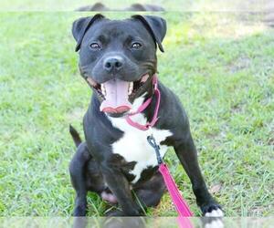 American Staffordshire Terrier-Unknown Mix Dogs for adoption in Tallahassee, FL, USA