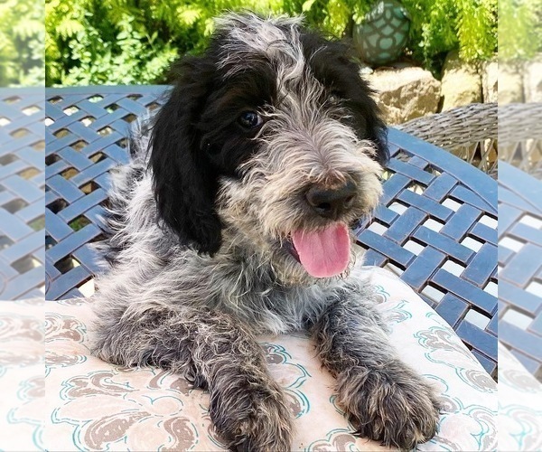 Medium Photo #3 Poodle (Standard)-Wirehaired Pointing Griffon Mix Puppy For Sale in MOHNTON, PA, USA