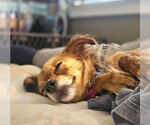 Small #1 Chihuahua