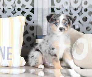 Australian Shepherd Puppy for sale in MOUNT VERNON, OH, USA