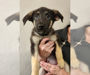 Mutt Dogs for adoption in Walnutport, PA, USA