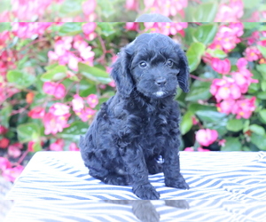 Cocker Spaniel-Poodle (Miniature) Mix Puppy for sale in SHILOH, OH, USA