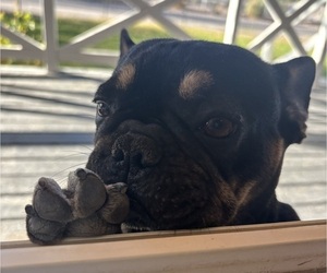 Mother of the French Bulldog puppies born on 11/19/2025