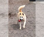 Small #5 Akita Mix