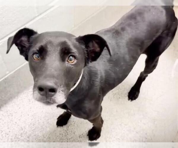 Medium Photo #2 Labrador Retriever-Unknown Mix Puppy For Sale in Houston, TX, USA