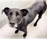 Small #1 Labrador Retriever Mix