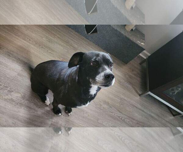 Medium Photo #3 Labrador Retriever-Unknown Mix Puppy For Sale in McDonough, GA, USA