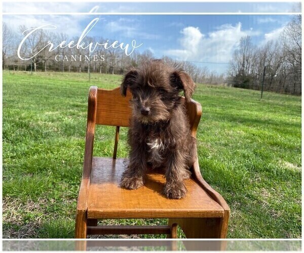 Medium Photo #9 Schnauzer (Miniature) Puppy For Sale in NIANGUA, MO, USA