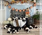 Small Photo #13 Sheepadoodle Puppy For Sale in HUNTINGTON BEACH, CA, USA